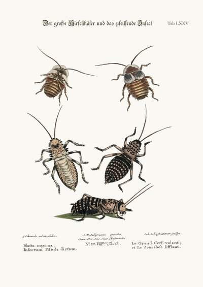The Greater Cockroach, and the Whistle Insect by George Edwards